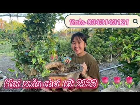 🌷🌷🌷. Giao lưu với cô chủ vườn huỳnh mai ( mai xoắn chơi tết ) Zalo 0343143121 #maivang #tet2023