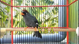 Download lagu PANCINGAN Suara KHAS Poksay Mandarin agar Poksay Mandarin Lainnya ikut GACOR seketika mp3 Download lagu PANCINGAN Suara KHAS Poksay Mandarin agar Poksay Mandarin Lainnya ikut GACOR seketika mp3