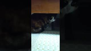 【最後カメラ落下注意】いつもと様子が・・・。白猫がいた。 #猫 #shorts