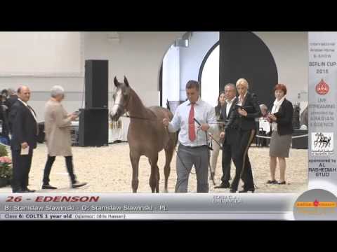 Berlin Cup Werder 2015 - Colts 1 year old (Class 6) - N.26 EDENSON