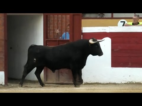 Simancas 2023 Concurso con Toros Bravos