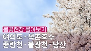 [다시, 봄 in 서울🌸] 서울의 봄꽃 명소 몰아보기!