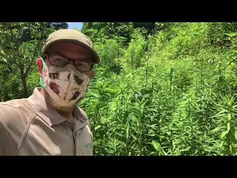 What’s a goldenrod ball gall?