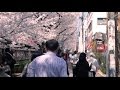 SAKURA Cherry Blossoms Meguro River 目黒川 桜 ...