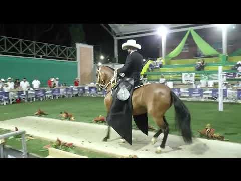 MARAVILLOSA DE MACONDO, GRAN CAMPEONA TROCHA COLOMBIANA FESTIVAL EQUINO PIPINTÁ LA PINTADA  2026