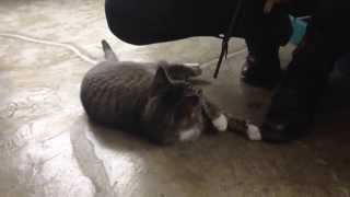 The music snippets are from "Meow Meow Meow Kitty Song" by m0d.Purina ONE's Cat Café is all about cat adoption and health education! It's open April 24-27, from 10 a.m. to 7 p.m. each day. Stop by for coffee drinks and baked goods while you play with cats who are up for adoption through the North Shore Animal League. Head to 168 Bowery, New York, NY, 10013 some time these next few days!If you're unable to come to the café April 24-27, you can watch some of the speakers and check in on the cats on the Livestream!