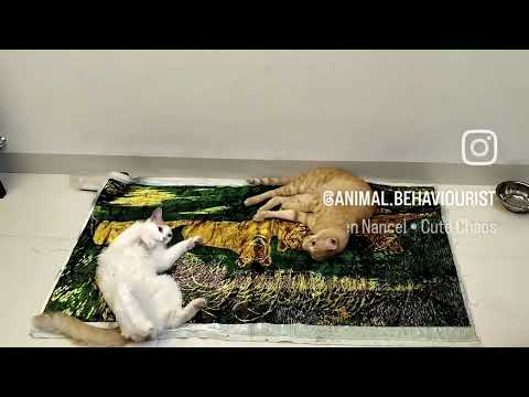 My cats high on catnip. #cats