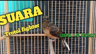 Download lagu Trotol murai batu usia 1 sampai 2 bulan #muraibatu #kicaumania #peternakan mp3 Download lagu Trotol murai batu usia 1 sampai 2 bulan #muraibatu #kicaumania #peternakan mp3