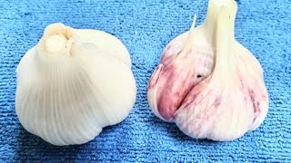 Aomori Prefecture's highest quality variety of garlic, White Six-Clove, cultivation failure 2025-...