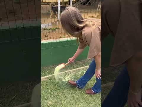 Nosso sítio está infestado de cobras 🐍