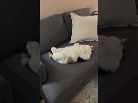 Jasmine and her New Couch