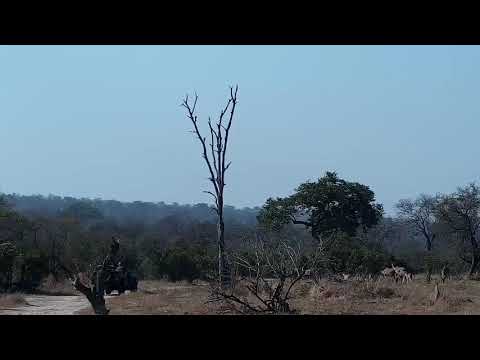 Djuma: Kudus and Impalas - 08:52 - 09/03/21
