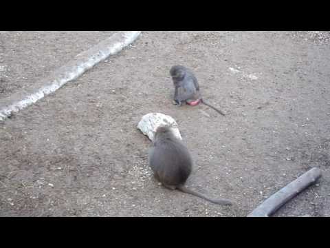 Hamadryas Baboon Maszat and Dezső (Budapest Zoo)