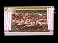 Ameizinwel Flamencos