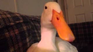 My pet duck, Coco, yawns and falls asleep