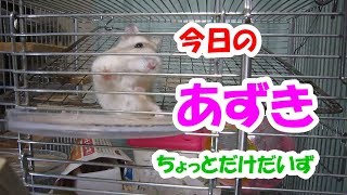 あずき(3F)ちょっとだけだいず(1F)