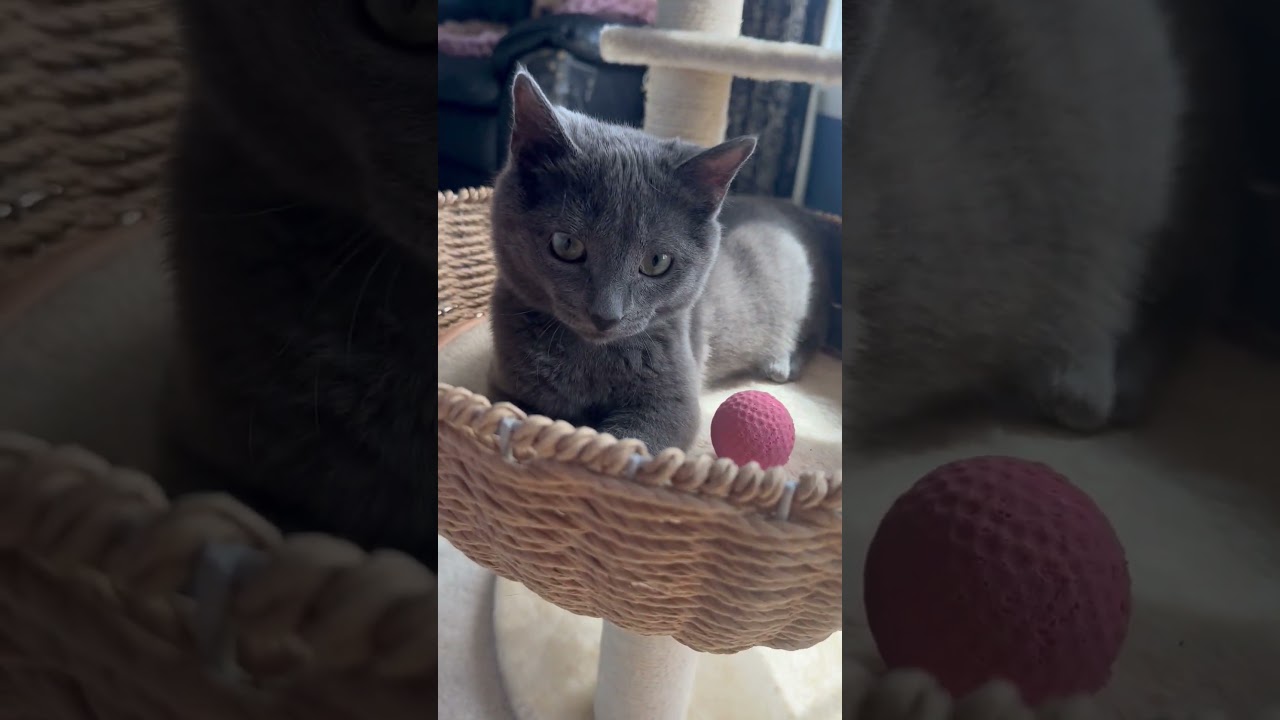 Enlarge Benito (looking for an extra special someone), an adopted Russian Blue in Lemoyne, PA video 5/6