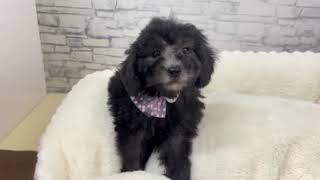 トイプードルの動画01