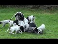 Braco de Auvernia -  Braque dAuvergne puppies