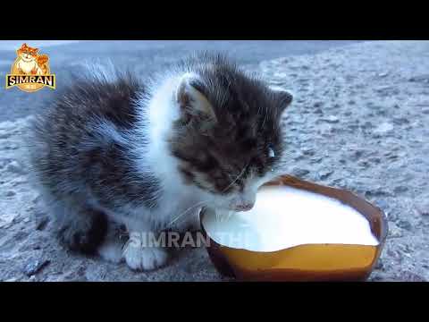 10 Irresistible Foods | Cat Culinary Adventures | Cat Enrichment