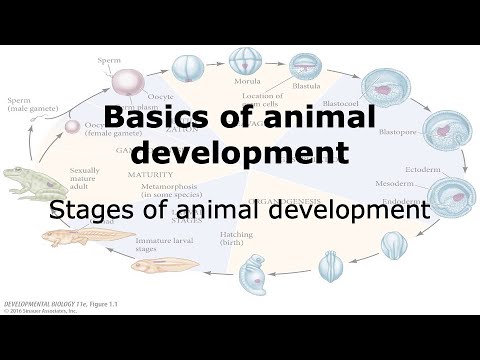 Basics of Animal Development: Different Stages of Development