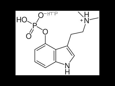 H2P - MUSHROOMS- ANGEL BOY