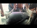 Megamouth Shark Rises From The Deep Dead In.
