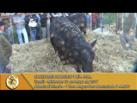 31-05-17 Venta de Toros - Cabaña  El Rincón - Suc. de Brivio y Cía - Tandil