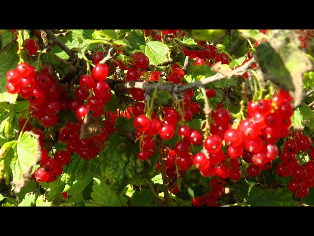 ДЕНЬ ДАЧНИКА