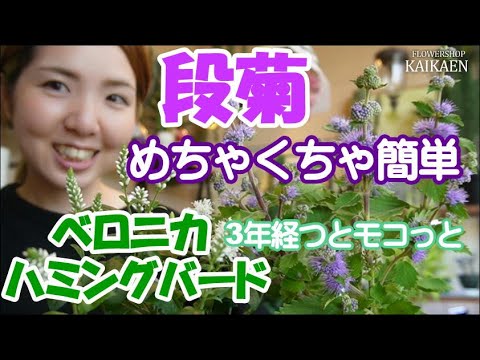 Danchrysanthemum: Super easy to grow, loves water, has lots of roots, and anyone can grow it. Ver...