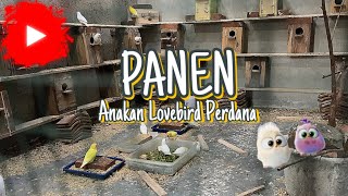 Download lagu PANEN ANAKAN LOVEBIRD DI KANDANG KOLONI | Panen Lovebird Kandang Koloni mp3 Download lagu PANEN ANAKAN LOVEBIRD DI KANDANG KOLONI | Panen Lovebird Kandang Koloni mp3