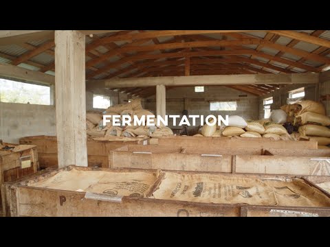 Cacao fermentation