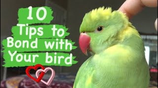 10 TIPS ON HOW TO CREATE A BOND WITH YOUR BIRD | Build trust first