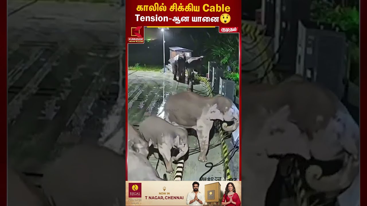காலில் சிக்கிய Cable..! Tension-ஆன யானை 😲 | Elephant | Kumudam News