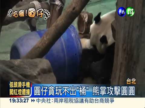 愛鑽藍色圓桶 圓仔變"花生麻糬"