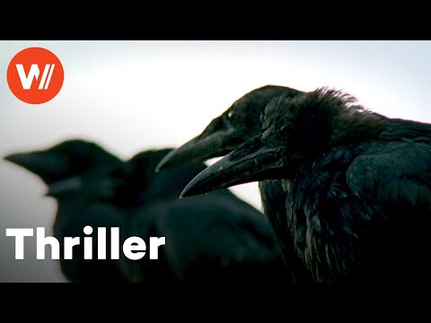 Die Krähen | Ganzer Spielfilm über Killer-Krähen, die in bester Hitchcock-Manier zuschlagen!