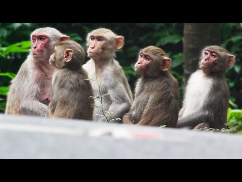 Things That Make Funny Monkeys | Monkey Comedy Videos | AniMonks