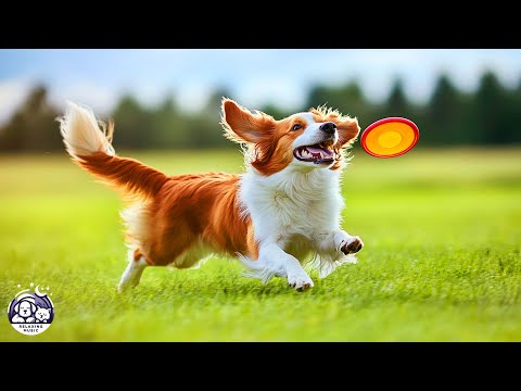 DOG TV: The Best Ultimate Home Alone Anti-Anxiety Solution for Dogs - Video Entertainment for Dogs