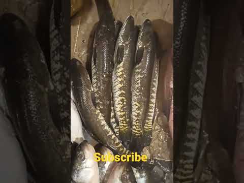 Sole Fish #shorts #sole #fish