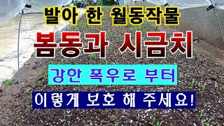 [텃밭농부 1,692]  발아 한 월동작물 봄동과 시금치 어린 싹을 강한 비바람에 이렇게 보호하세요! #봄동…