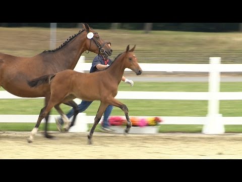 Stf v Diamant de Semilly x Cornet Obolensky x Baloubet du Rouet