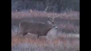 preview picture of video 'Rutting Buck Chasing Does'