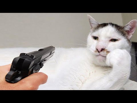 Dog Who Love Their Kitten Since The Moment They Met Cat And Dog Friendship - Video Funniest Cat Dog🤣