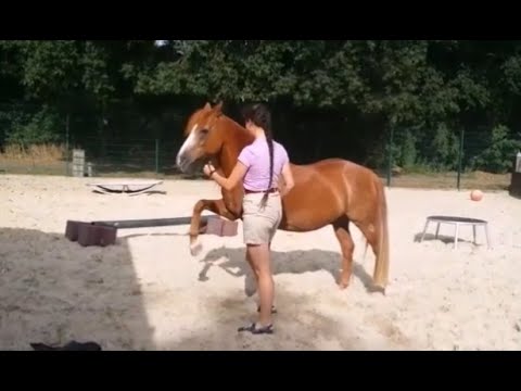 Most Tricks Performed By a Horse in One Minute - Official World Record