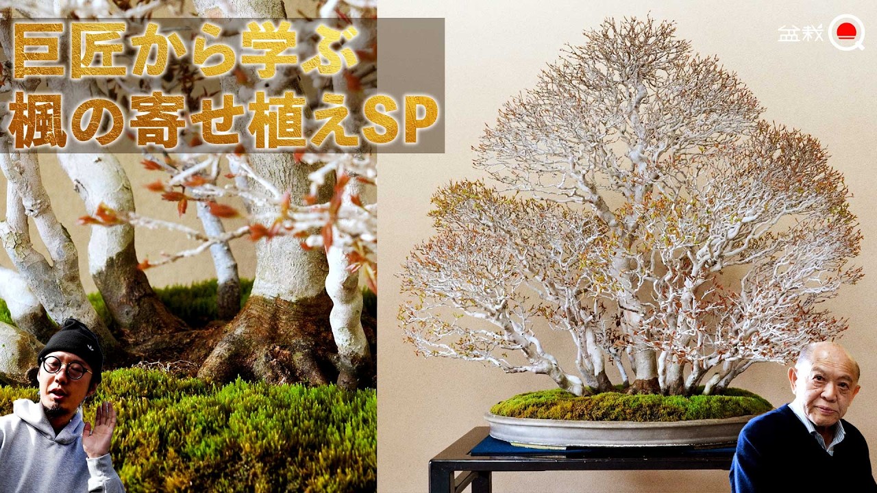 【巨匠から学ぶ】楓の寄せ植えの極意を教わり実際に作りました【盆栽Q】