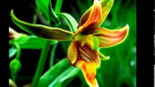 Romantic Intent        Earl Klugh