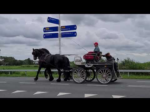 Stal Okkema's Codor en Bareld friesian stallions 4 years old.