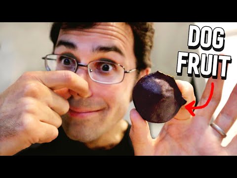 Why I Love This Stinky Stinky Bean (JENGKOL review)