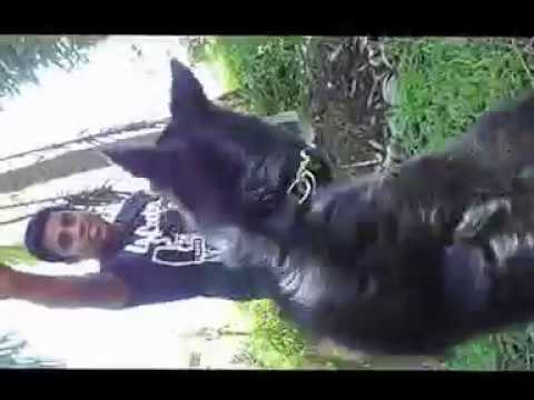 Zain with Rex (4 months old GSD in Sri Lanka)