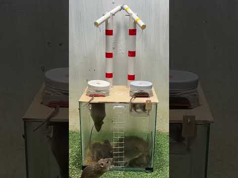 Jucha thang kamdan || Trap for Rats